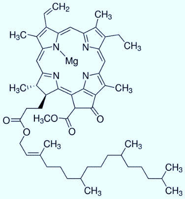 Molecular structure of chlorophyll a 