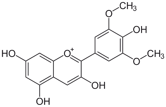 The molecular structure of malvidin