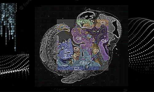 Animal Metabolomics Analysis