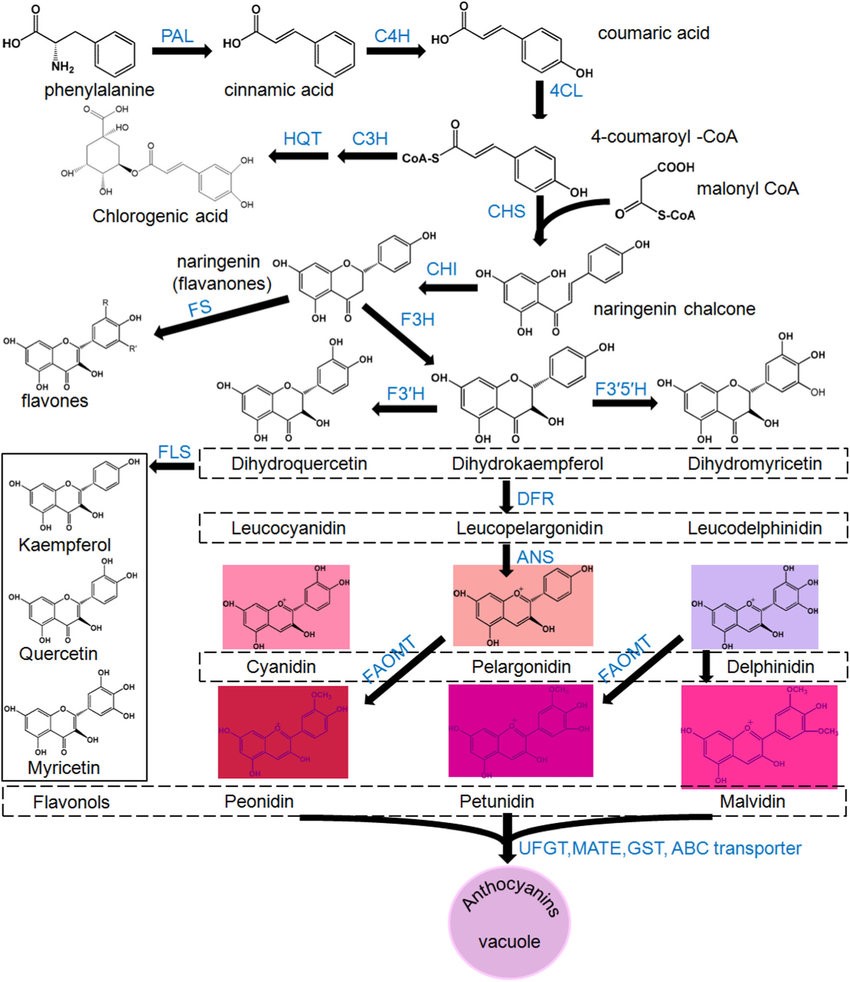  The molecular structure of anthocyanins