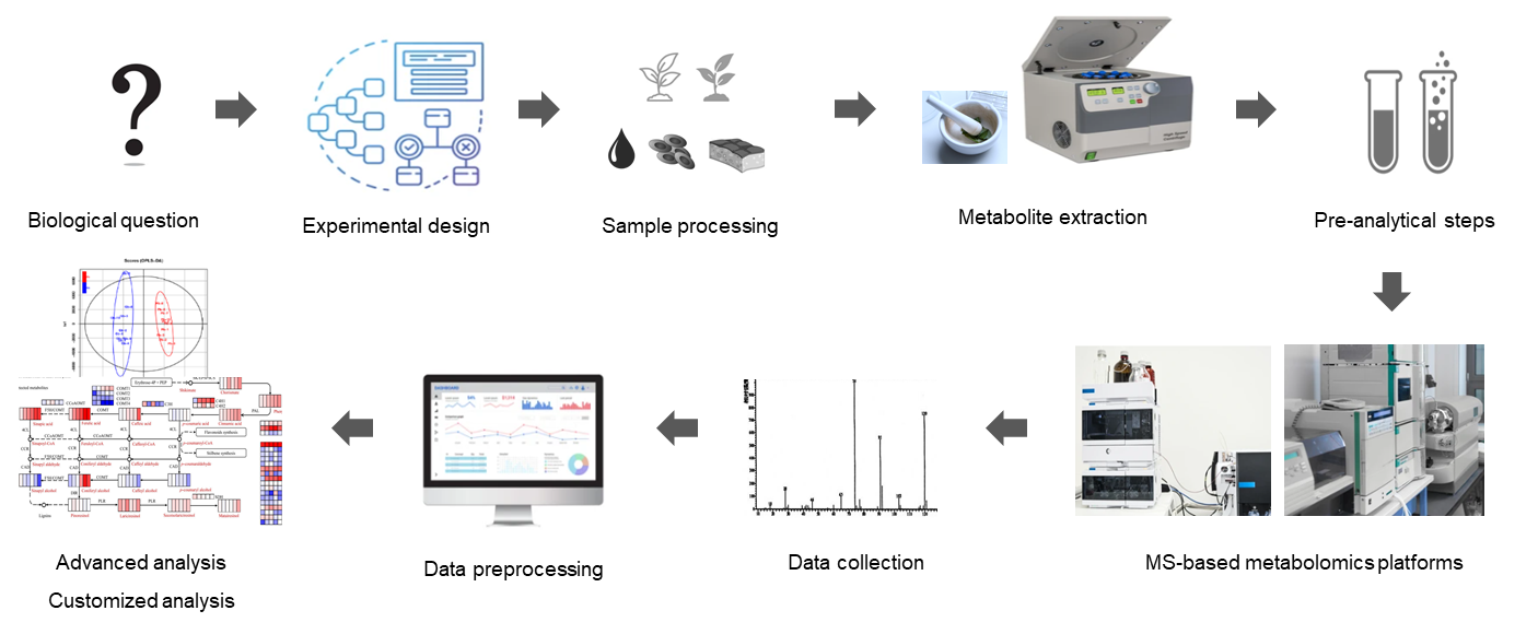 Technical Route of Targeted Metabolomics of Organic Acids