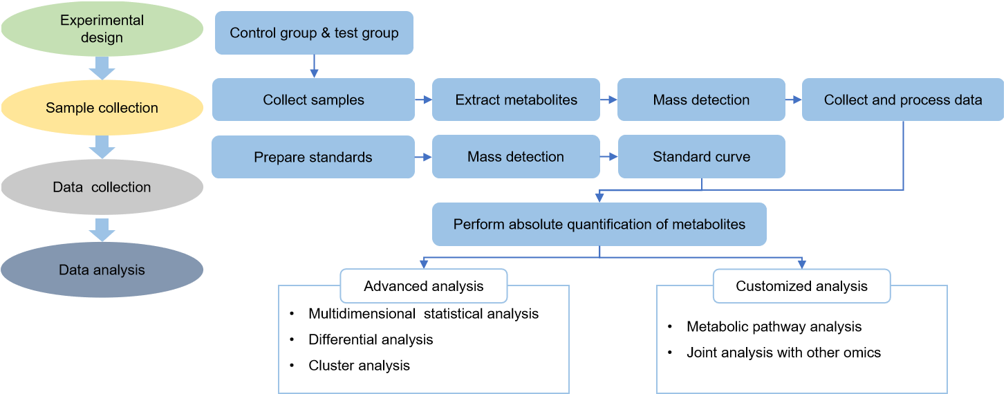 Technical Route of Targeted Metabolomics of Phosphoenolpyruvate 