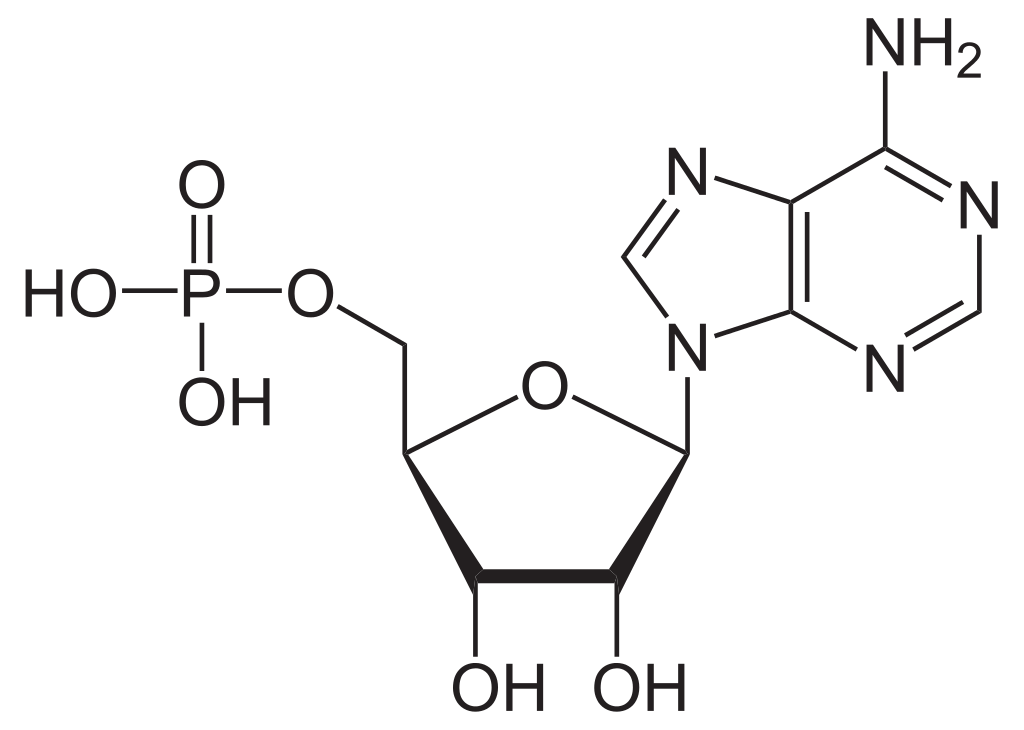 Adenosine Monophosphate