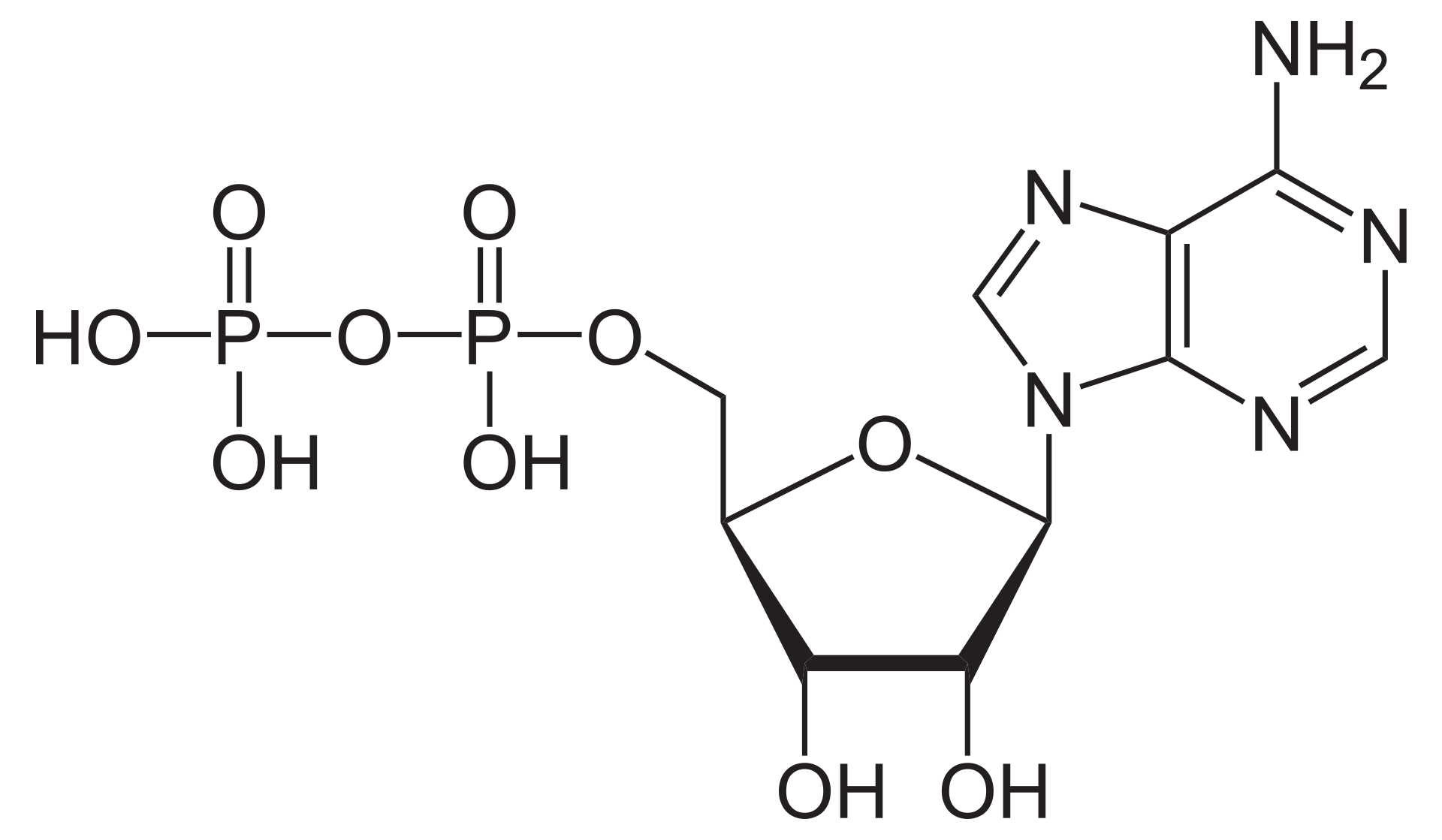 Molecular structure of adenosine diphosphate
