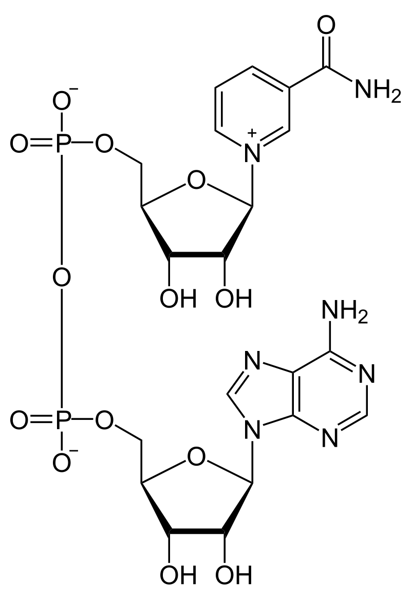 Molecular structure of nicotinamide adenine dinucleotide