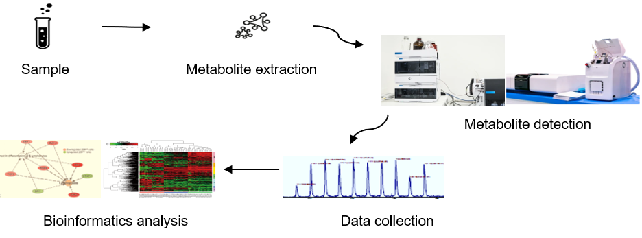 Technical Route of Targeted Metabolomics of Glucosinolates