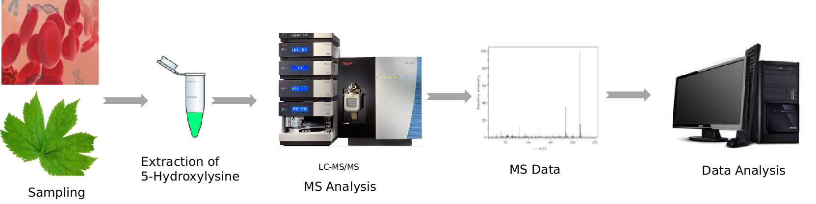 5-Hydroxylysine analysis service workflow