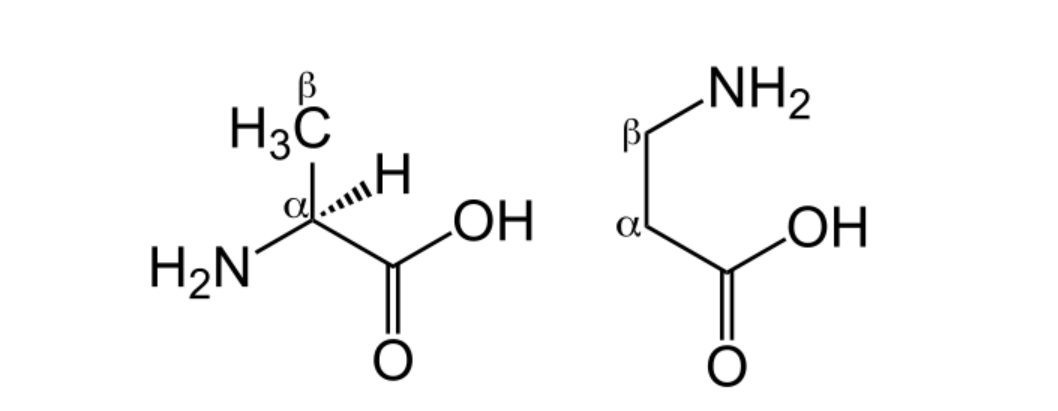 Comparison of β-alanine (right) and L-alanine (left)