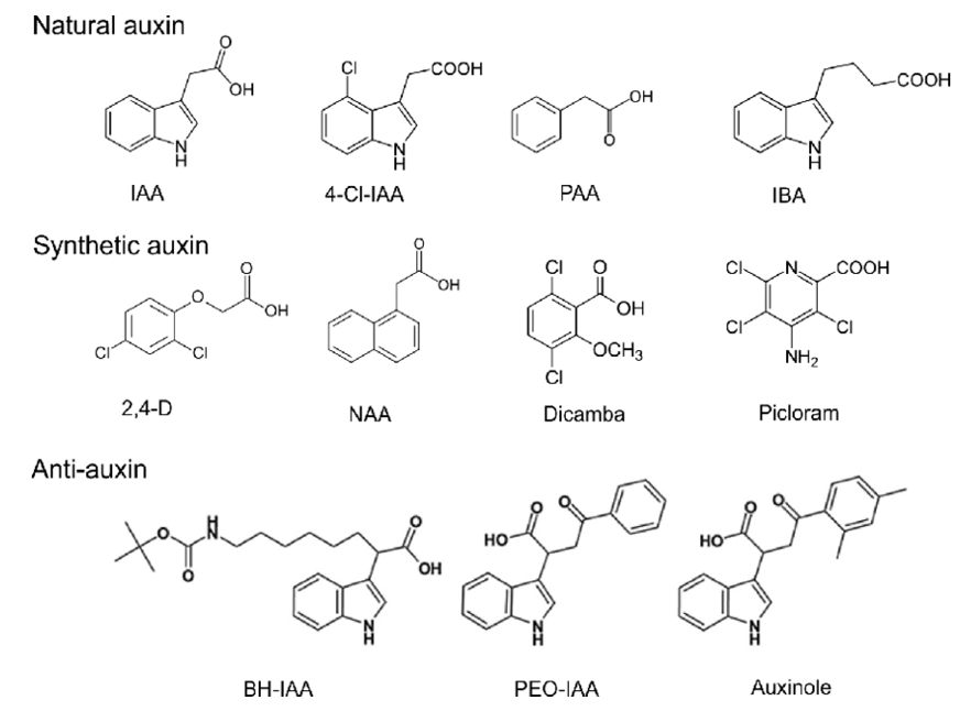 Chemical structures of natural and synthetic auxins, and of anti-auxins (Dhurvas 2015).