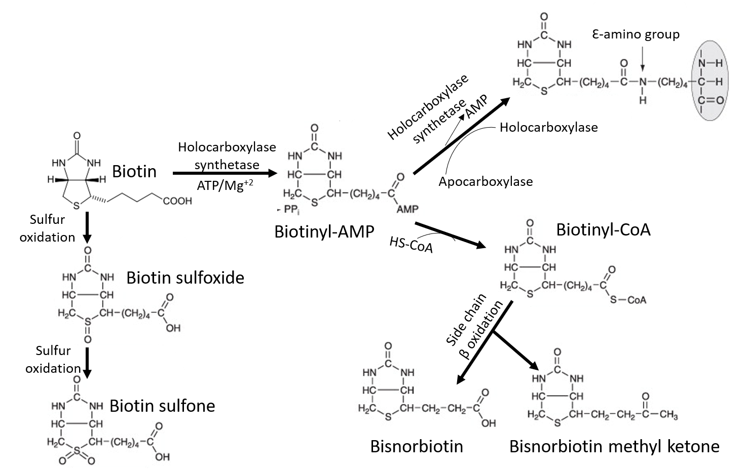 The overview of biotin catabolism