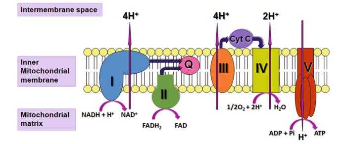 Diagram of the mitochondrial respiratory chain (MRC) and complex V illustrating proton (H+) movement during oxidative phosphorylation. Q: Coenzyme Q10. Cyt C: Cytochrome c.
