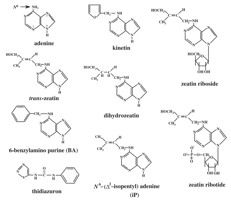 Structures of cytokinins