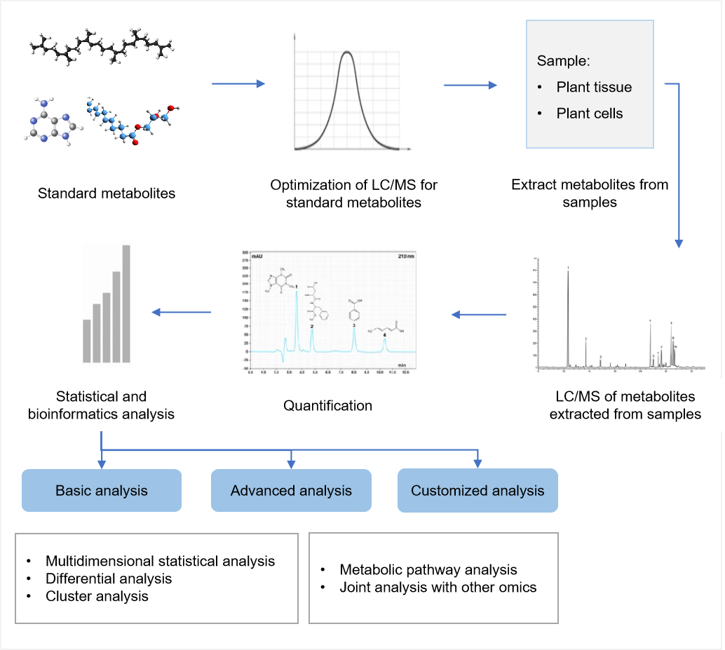  Workflow of targeted metabolomics service of dichroine