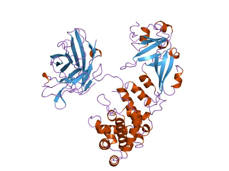 Diphtheria toxin precursor