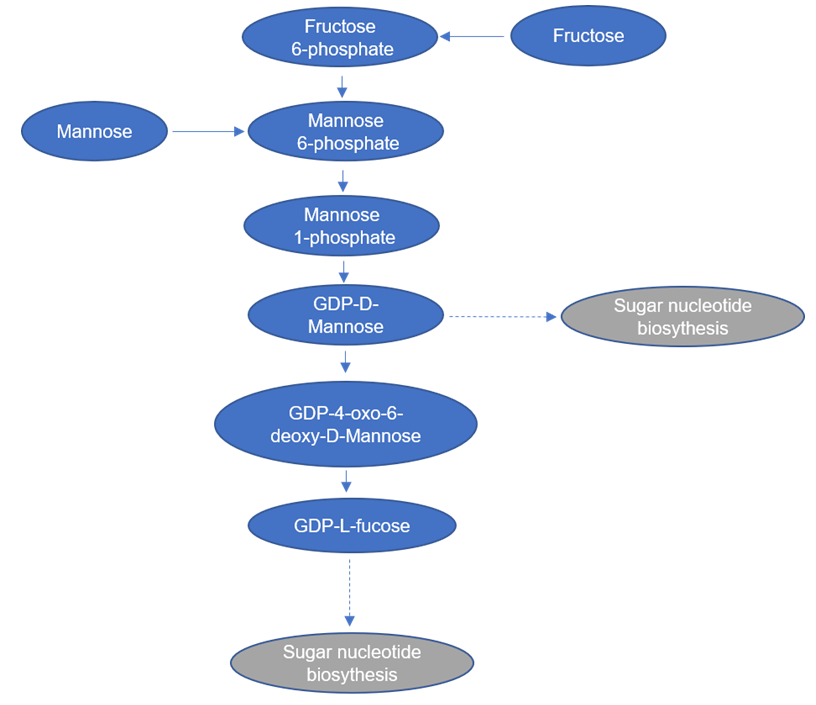 The overview of fructose and mannose metabolism.