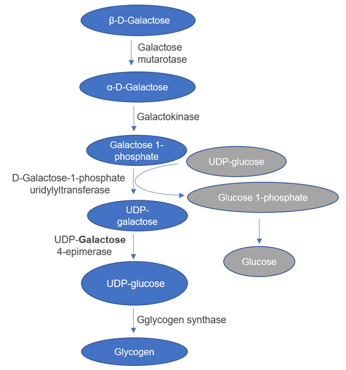 The overview of galactose metabolism.
