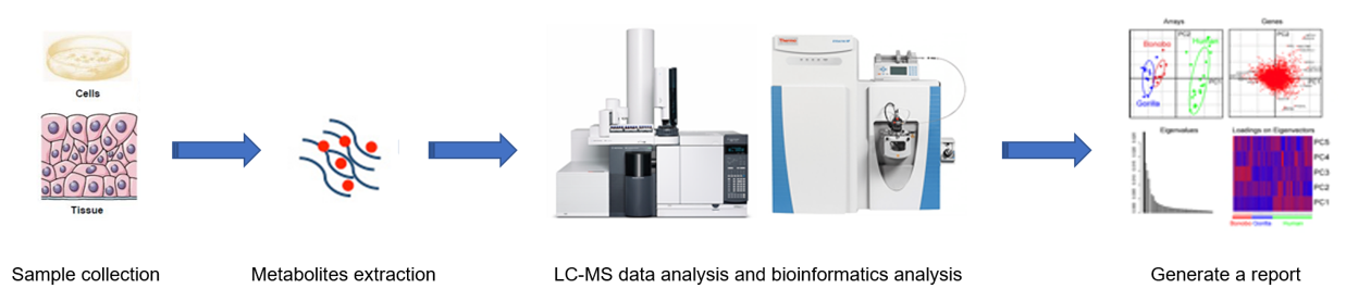 Workflow of glycan metabolism service of v-innovate Technologies.