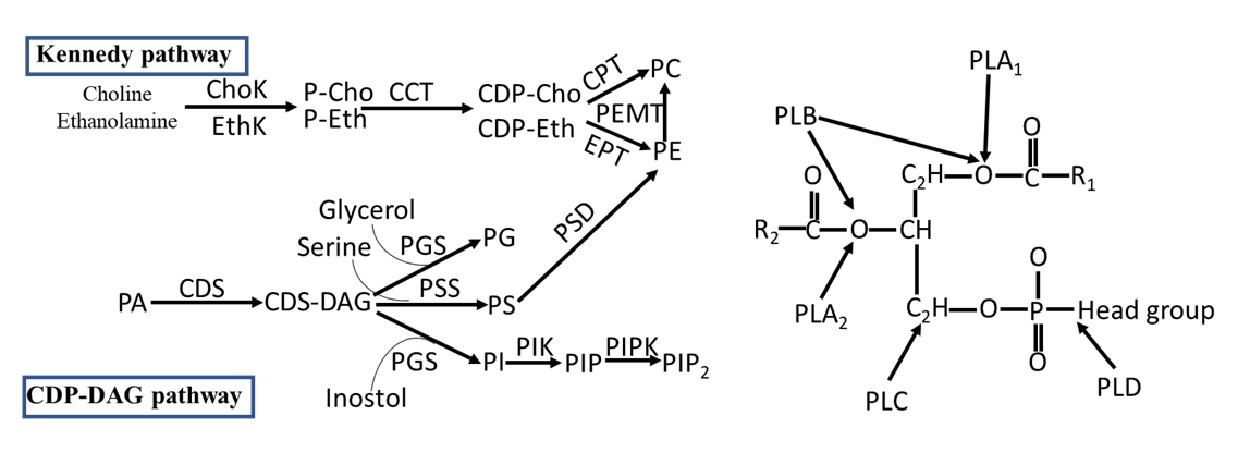 Glycerophospholipid Metabolism-1.png