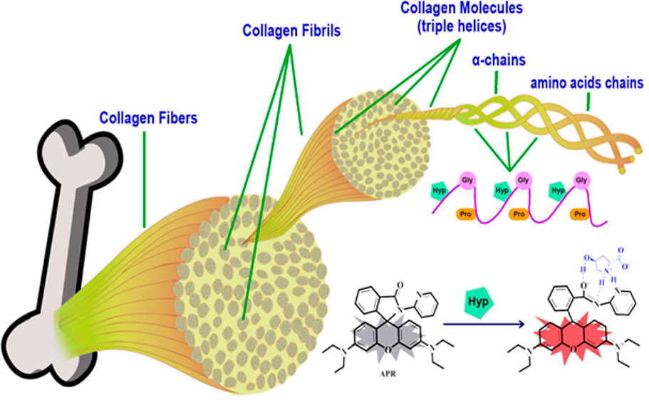 Amino pyridine-based rhodamine conjugate (APR) has been developed as a first chemosensor for selective detection and quantification of L-4-Hydroxyproline (Hyp). 
