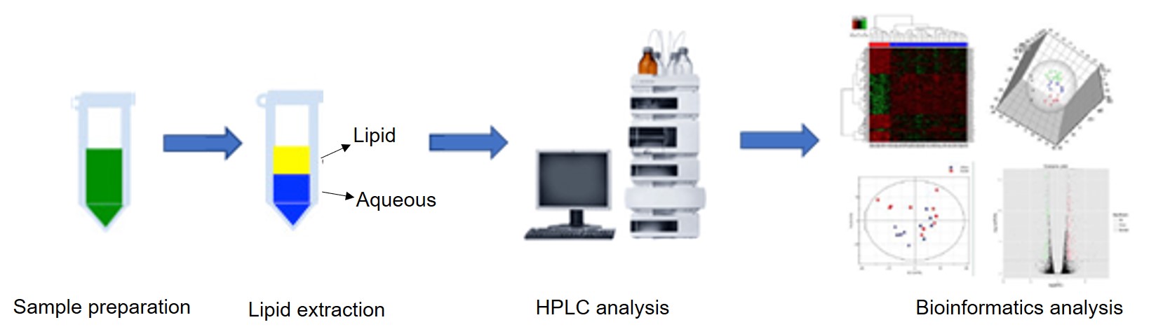 Lipid metabolism.jpg