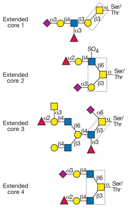 Common O-glycan core structures found on mucins.