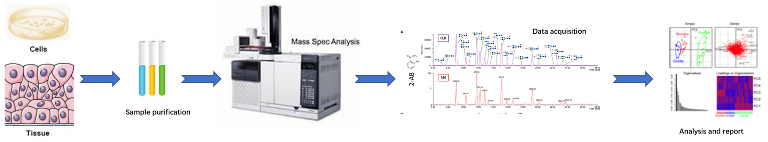 overall workflow of N-glycan metabolism analysis service.