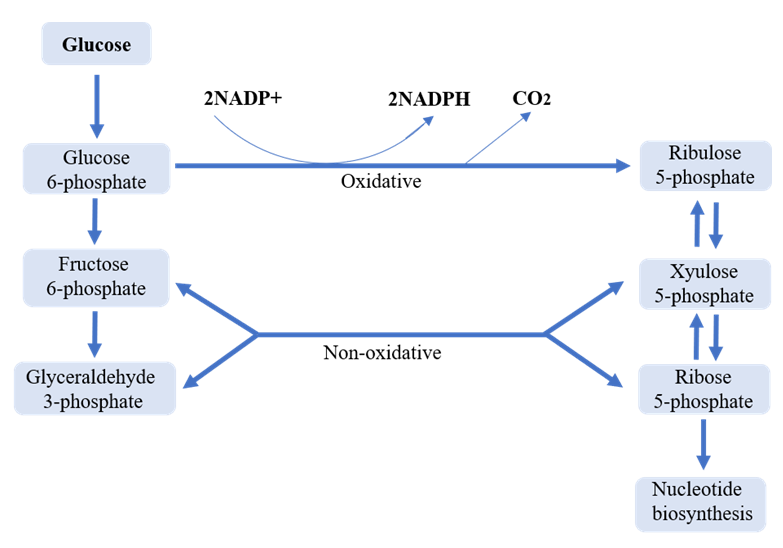 The overview of PPP pathway.