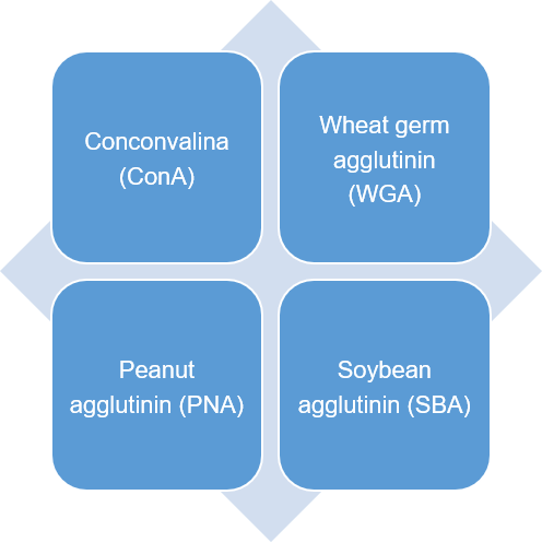 Detectable plant lectins
