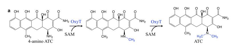 N-methyltransferase OxyT involved in biosynthesis of ATC. 