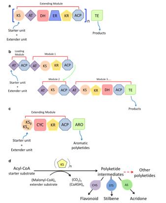 Catalytic reaction of PKSs.