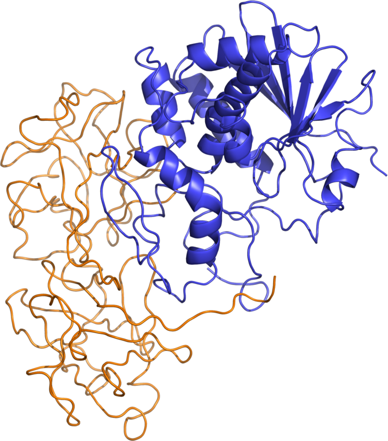 Ricin structure