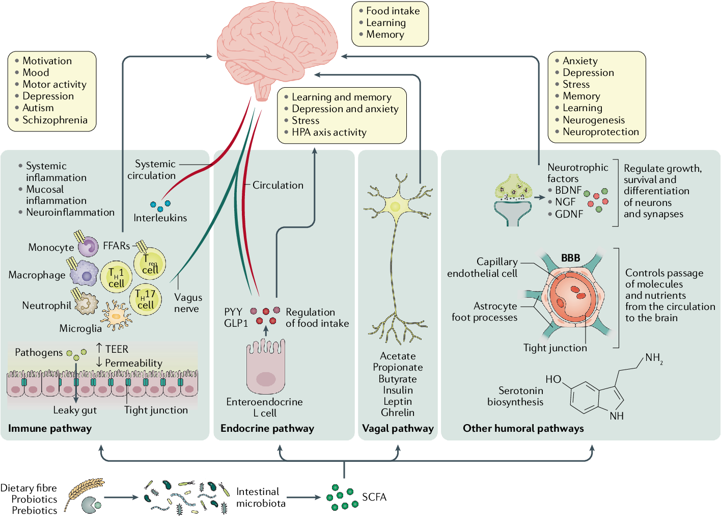 Potential gut–brain pathways through which sCFas might modulate brain function
