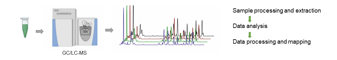 Short chain fatty acids analysis service workflow.