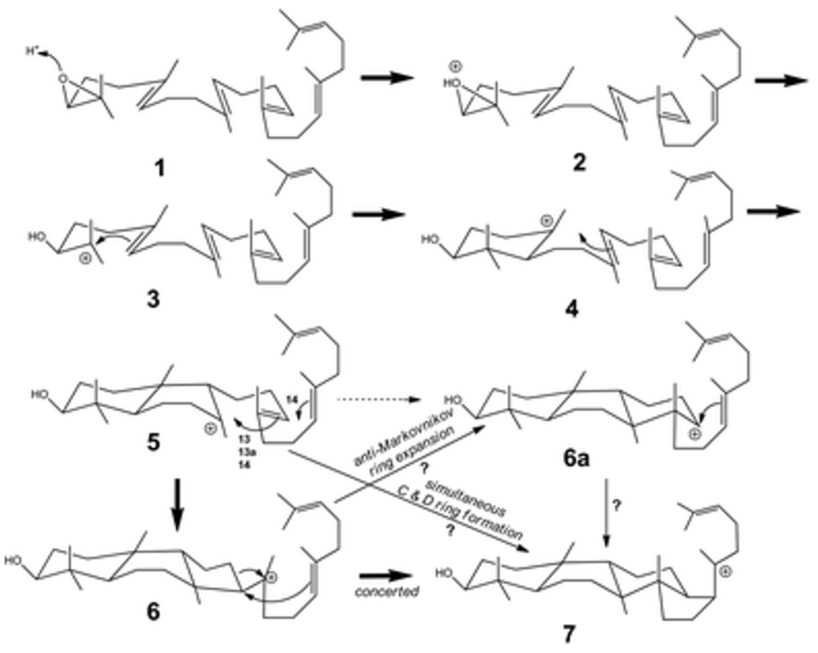 Squalene Analysis Service