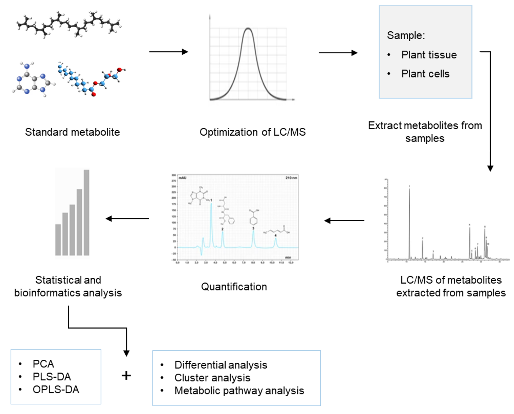 Squalene Analysis Service