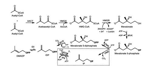 Biosynthesis of isopentenyl (IDP) and dimethylallyl diphosphate (DMADP) via the mevalonic acid (MVA) pathway and alternative MVA pathway (boxed) in the cytosol. 