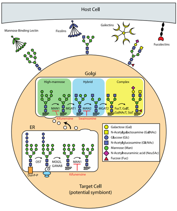 Various types of N-glycan biosynthesis and N-glycan recognition in animals