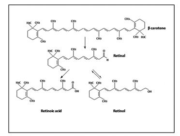 Chemical structures of vitamin A main derivatives.