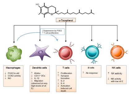 Immunomodulatory effects of vitamin E on immune cells. 