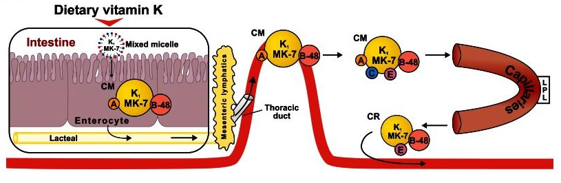 Vitamin-K-Analysis-Service-1.png