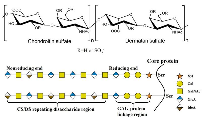 Structure of CS/DS. The CS/DS chain consists of either D-glucuronide (GlcA) or L-Aidoo uronic acid (IdoA) glycosylation linked to N-acetylgalactosamine (GLANCA) [(-4gLCAβ1-3GaLNACβ1-) or (-4IdoAα1-3GalNAcβ1-). The CS/DS chain is covalently attached to the core protein via the GAG- protein junction tetrasaccharide