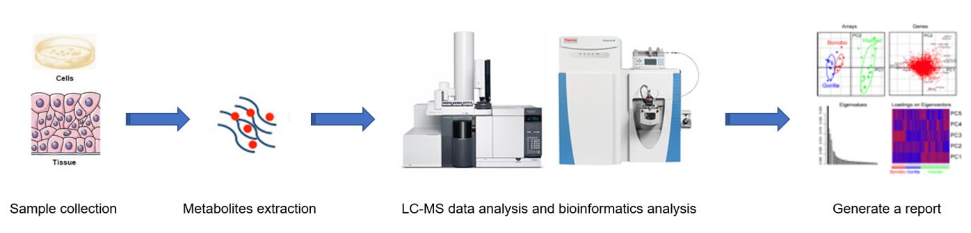 Workflow of glycosaminoglycan metabolism service.