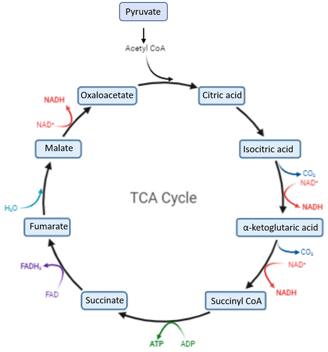 The overview of TCA cycle.