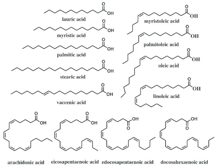 Free Fatty Acids Analysis Service