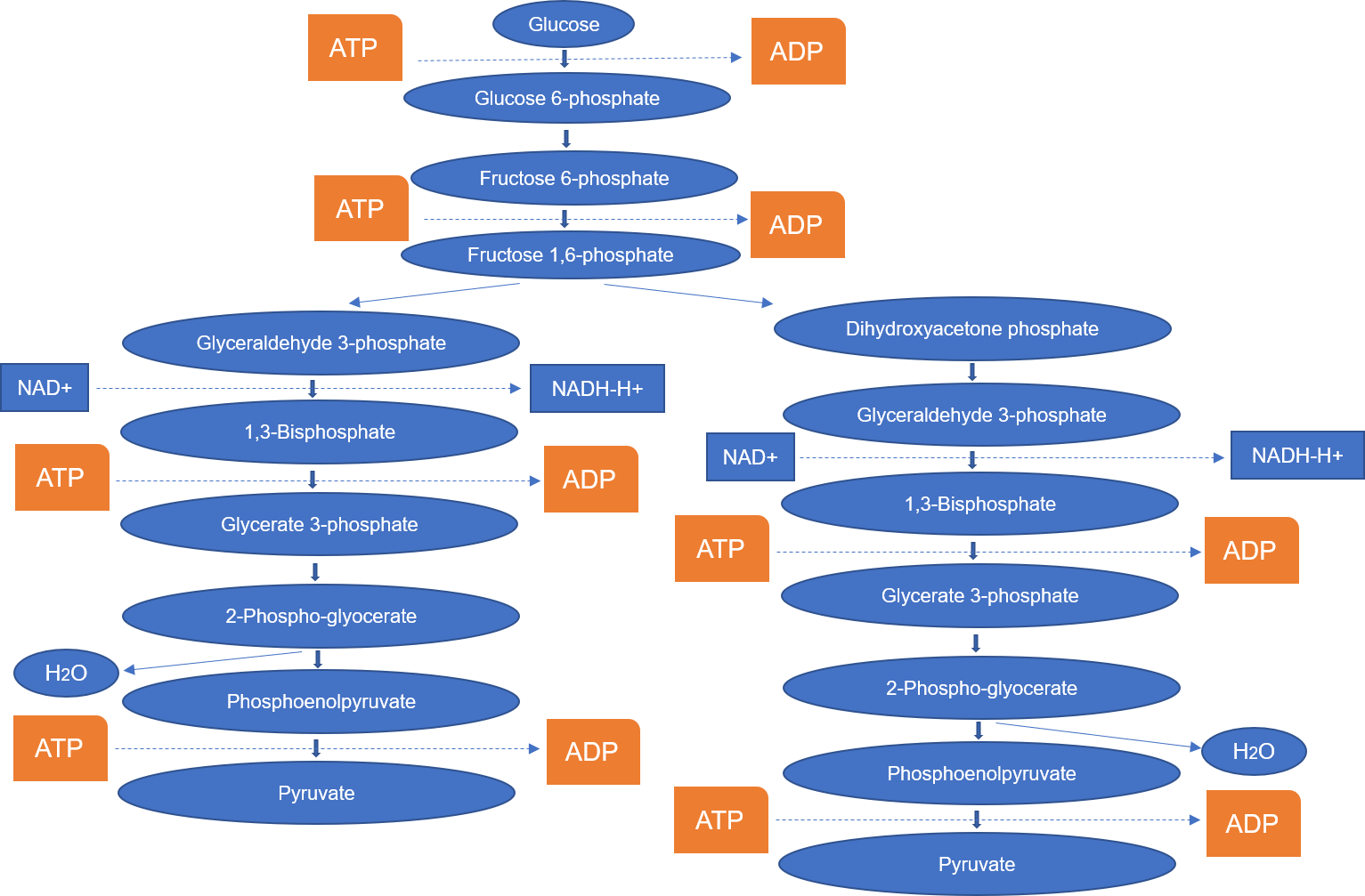 Glycolysis Metabolism Service