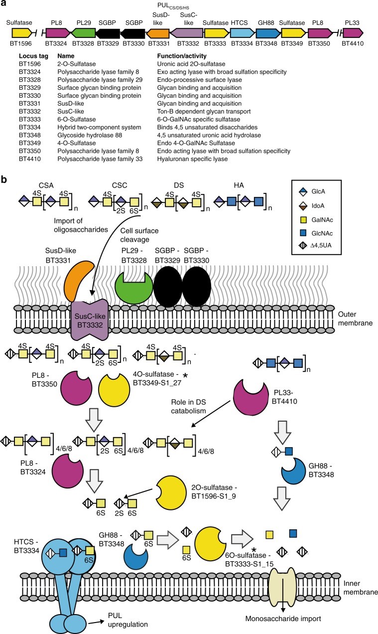 Model of glycosaminoglycan degradation by PUL CS/DS/HA.