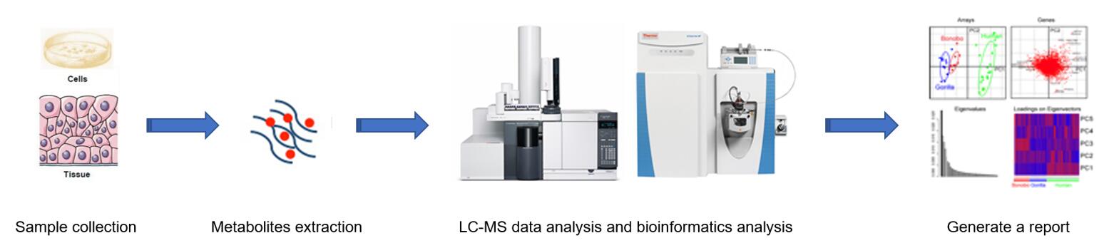 Workflow for the discovery-based proteomics.