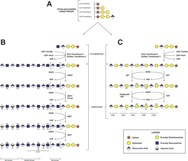 Biosynthesis of heparin/heparan sulfate and chondroitin sulfate. A. synthesis of tetrasaccharide linker region; B. the polymerization and modification pathway of heparin/heparan sulfate; C. the polymerization and modification pathway of chondroitin sulfate.