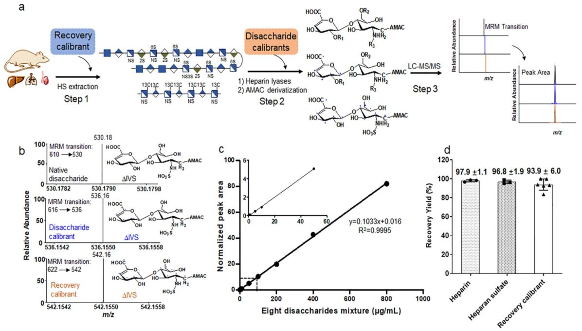 Figure A shows a work-flow for performing disaccharide composition analysis with three steps. The recover calibrators are added in that heparan sulfate extraction stage or step 1; A disaccharide calibrator is added in the heparin lyase digestion stage or step 2; A disaccharide calibrator was mixed with various concentrations of unlabeled disaccharide and analyzed by LC-MS/MS in analysis stage or step3. Figure B shows the ion chromatograms of the three isotope-labeled formats disaccharide from MRM. Figure C shows the dynamic range of analysis in the presence of a disaccharide calibrator. 