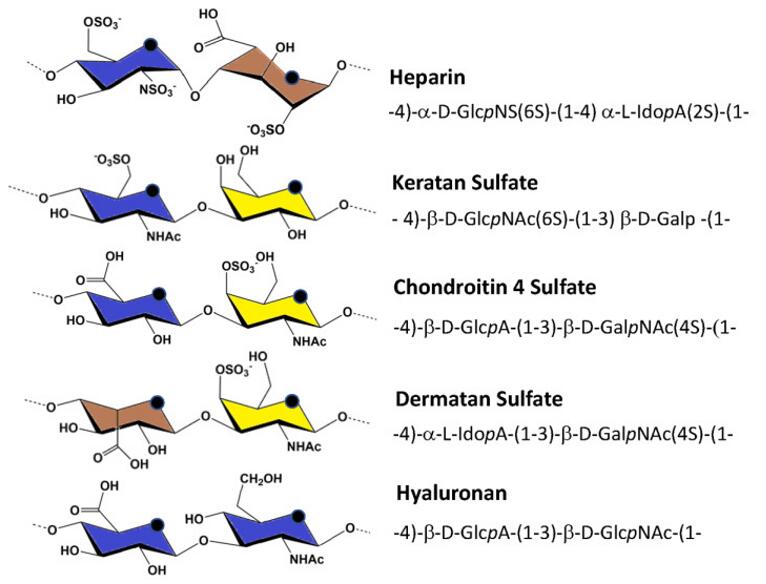 Major repeating unit of glycosaminoglycans. The color coding of the constituent monosaccharides was in accordance with the SNFG term. The abbreviations are as follows: Glc represents glucose, Ido represents galactose, Gal represents galactose, N represents amine, S represents sulfate, A represents acid, and NAc represents N- acetyl.